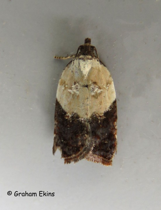 Acleris variegana 4 Copyright: Graham Ekins