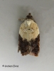 Acleris variegana 4