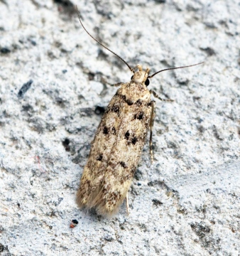 Bryotropha domestica 2 Copyright: Ben Sale