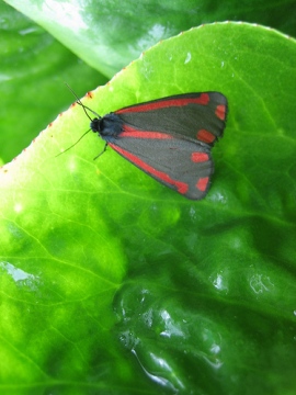 The Cinnabar Copyright: Stephen Rolls