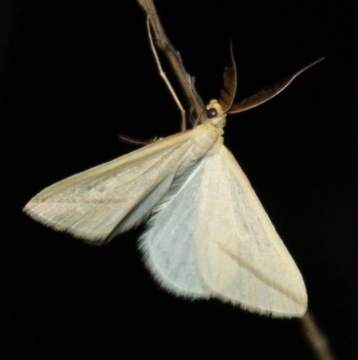 Vestal roosting Copyright: Robert Smith