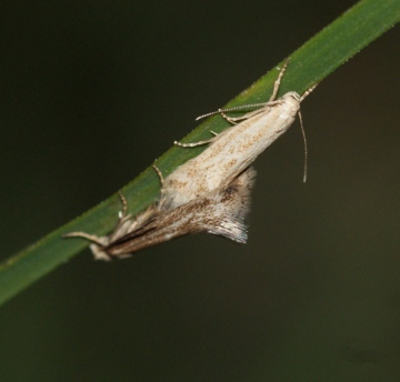 E rufocinerea mating Copyright: Robert Smith