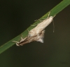 E rufocinerea mating Copyright: Robert Smith