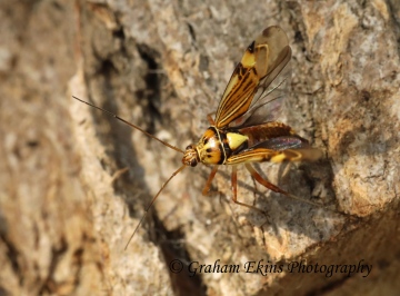 Rhabdomiris striatellus taking off Copyright: Graham Ekins