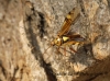 Rhabdomiris striatellus taking off Copyright: Graham Ekins