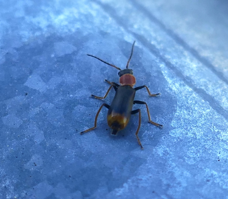 Cerapheles terminatus - Colchester Hythe Copyright: Alf Mullins