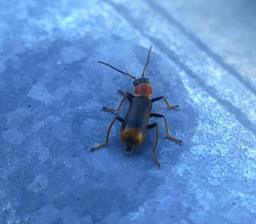 Cerapheles terminatus - Colchester Hythe Copyright: Alf Mullins