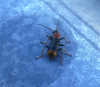 Cerapheles terminatus - Colchester Hythe Copyright: Alf Mullins
