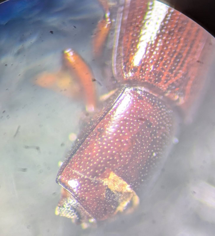 Corticeus unicolor pronotum Copyright: Robert Smith