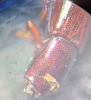 Corticeus unicolor pronotum 