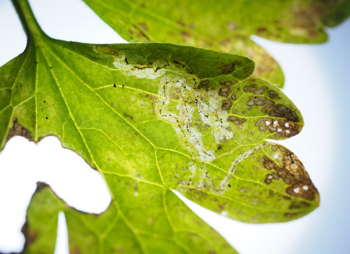 Phytomyza ranunculi (tenanted mine on Creeping Buttercup) Copyright: Daniel Blyton