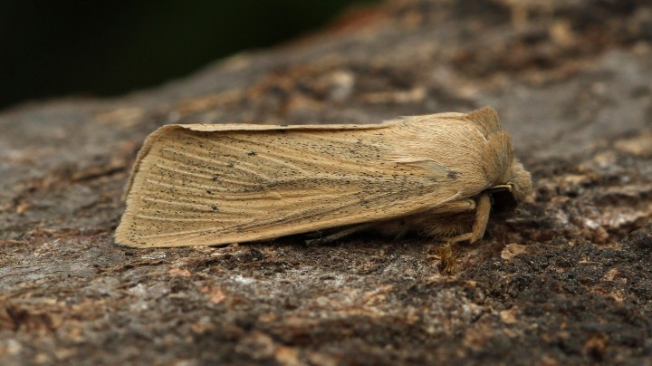 Large Wainscot  Rhizedra lutosa 2 Copyright: Graham Ekins