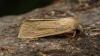 Large Wainscot  Rhizedra lutosa 2 Copyright: Graham Ekins