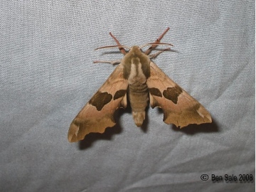 Lime Hawk-moth 4 Copyright: Ben Sale