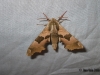 Lime Hawk-moth 4 