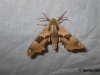 Lime Hawk-moth 4