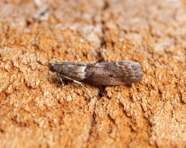 Acrobasis consociella 1 Copyright: Ben Sale