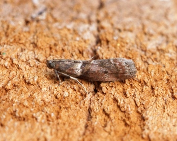 Acrobasis consociella 1 Copyright: Ben Sale