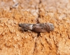 Acrobasis consociella 1 Copyright: Ben Sale