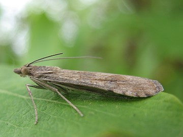 Nomophila noctuella Copyright: Mark Yeates