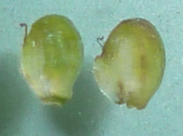 Alisma lanceolata and Alisma plantago-aquatica fruits Copyright: David Miller