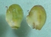 Alisma lanceolata and Alisma plantago-aquatica fruits 