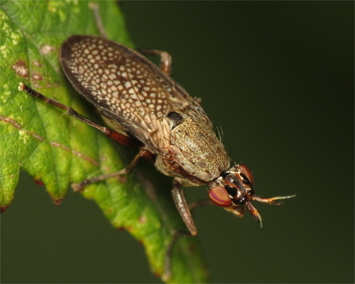 Coremacera marginata 20171006-8688 Copyright: Phil Collins