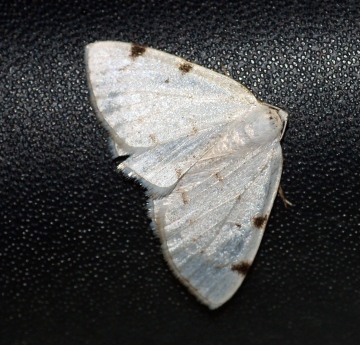 White-pinion Spotted Copyright: Ben Sale