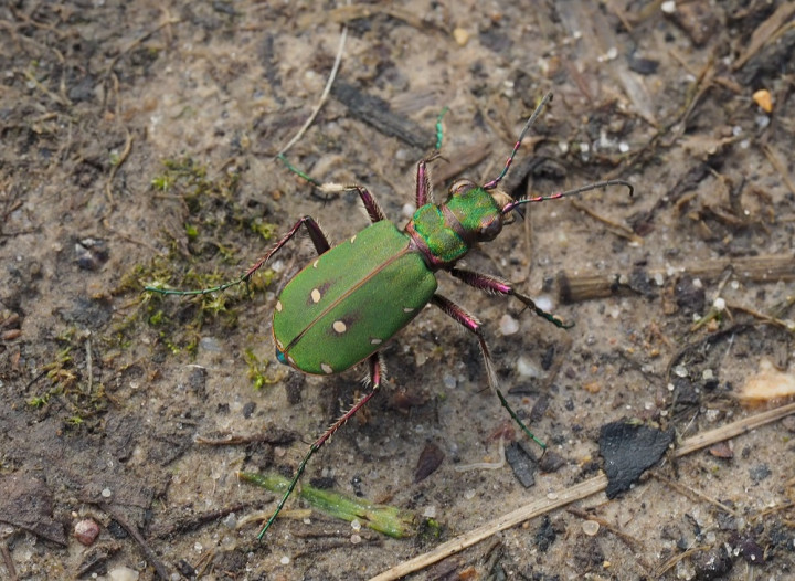 Green Tiger Beetle 22nd March 2023 Copyright: Gavin Price