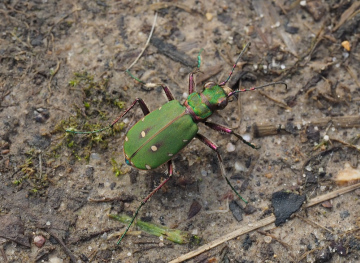 Green Tiger Beetle 22nd March 2023 Copyright: Gavin Price