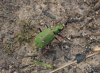 Green Tiger Beetle 22nd March 2023
