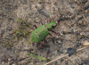 Green Tiger Beetle 22nd March 2023 Copyright: Gavin Price