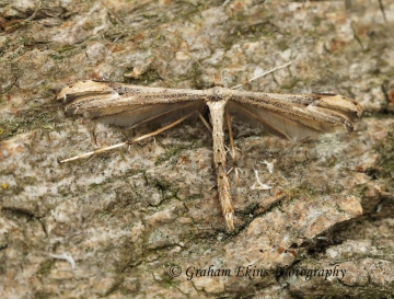 Oidaematophorus lithodactyla  (Dusky Plume) Copyright: Graham Ekins