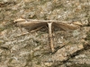 Oidaematophorus lithodactyla  (Dusky Plume) Copyright: Graham Ekins