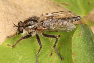 Dysmachus trigonus male Copyright: Peter Harvey