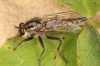 Dysmachus trigonus male 