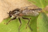 Dysmachus trigonus male