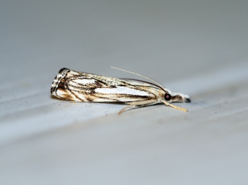 Catoptria falsella 2 Copyright: Ben Sale