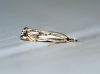 Catoptria falsella 2 Copyright: Ben Sale