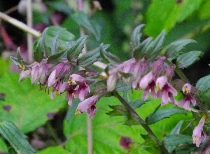 Red Bartsia (Odontites vernus) close up. Copyright: Peter Pearson