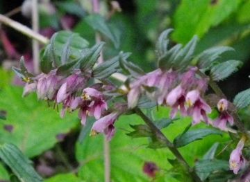 Red Bartsia (Odontites vernus) close up. Copyright: Peter Pearson