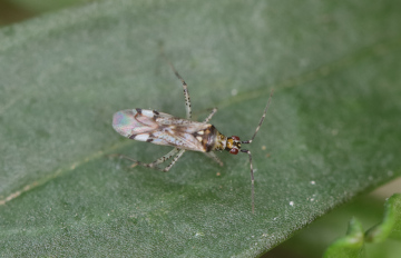 Dicyphus escalerae Copyright: Peter Harvey