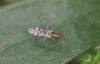 Dicyphus escalerae