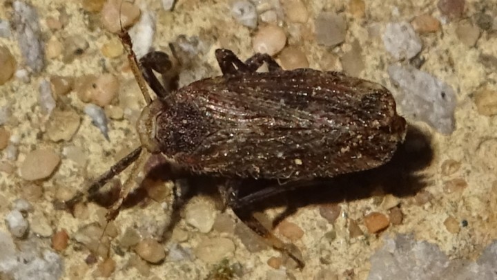 Planthopper - Asiraca clavicornis 2 Copyright: Raymond Small