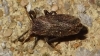 Planthopper - Asiraca clavicornis 2