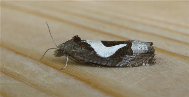 Epiblema foenella. Copyright: Stephen Rolls