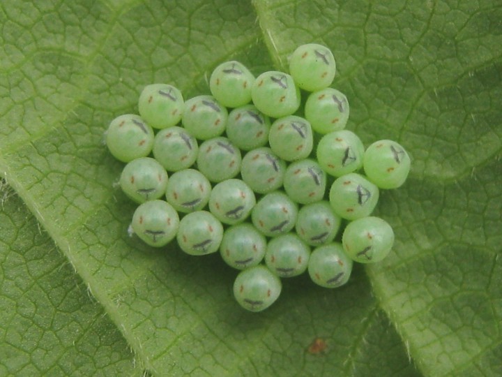 shield bug eggs Copyright: Kim Prowse