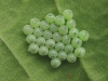 shield bug eggs 