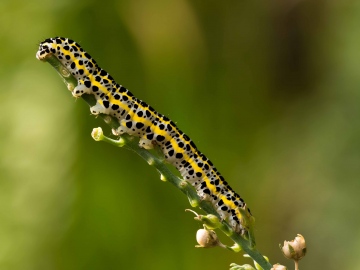 Calophasia lunula caterpillar in Chingford Copyright: Jeremy Dagley