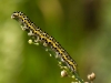 Calophasia lunula caterpillar in Chingford 